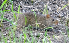 Sigmodon arizonae