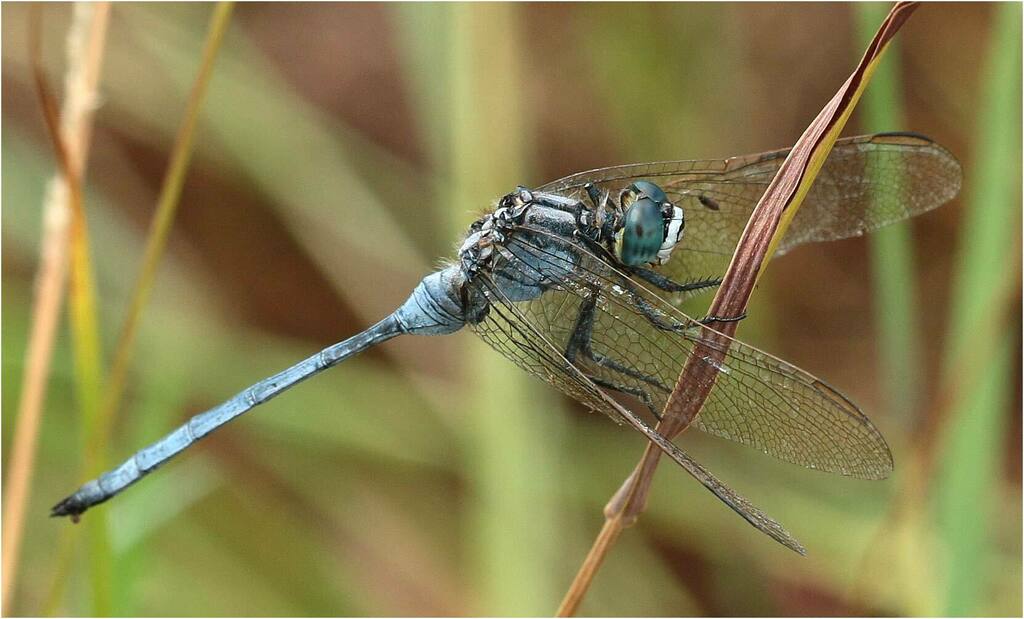 Spectacled Skimmer