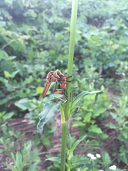 Cophinopoda