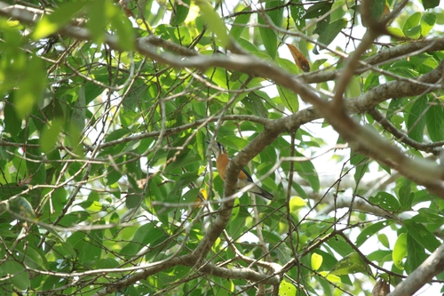 Orange-headed Thrush (Geokichla citrina), photo 8