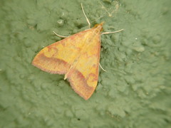 Pyrausta perrubralis