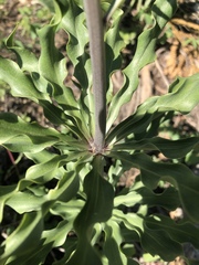 Lilium washingtonianum