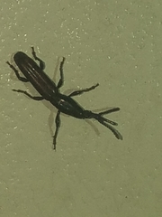 Paratrachelizus uncimanus