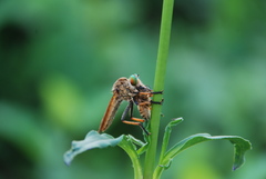 Cophinopoda