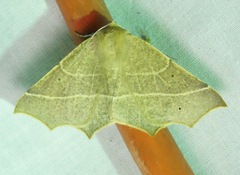 Tetracis cervinaria