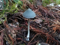 Entoloma canoconicum