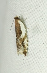 Ancylis simuloides