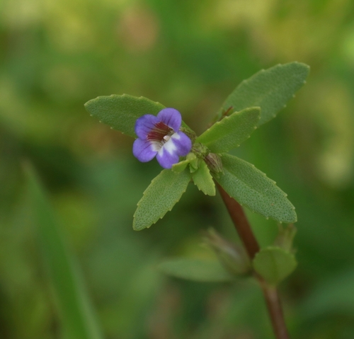 Limnophila repens observed 2024-04-15