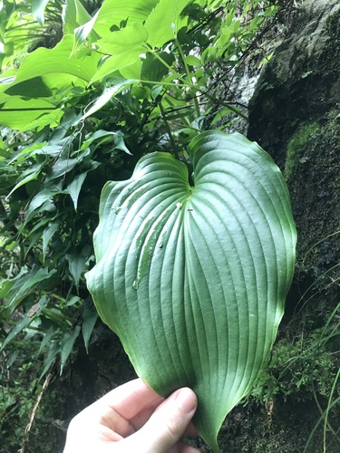 Hosta sieboldiana