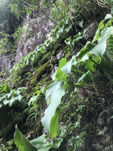 Hosta sieboldiana