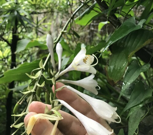Hosta sieboldiana