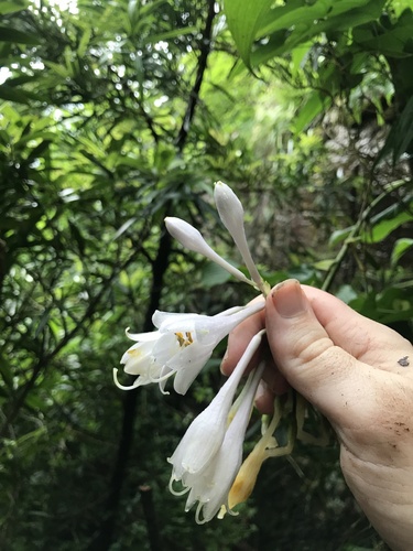 Hosta sieboldiana