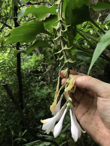 Hosta sieboldiana