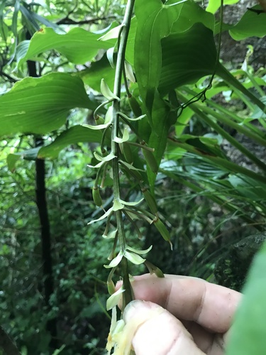 Hosta sieboldiana