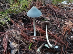 Entoloma canoconicum