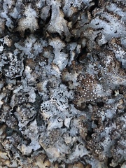 Punctelia stictica