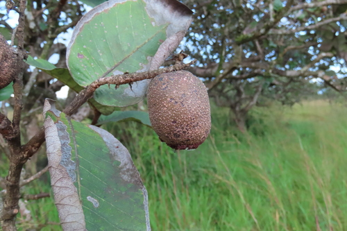 Neocarya macrophylla
