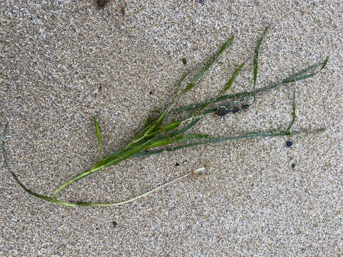 Zostera tasmanica observed 2024-10-18