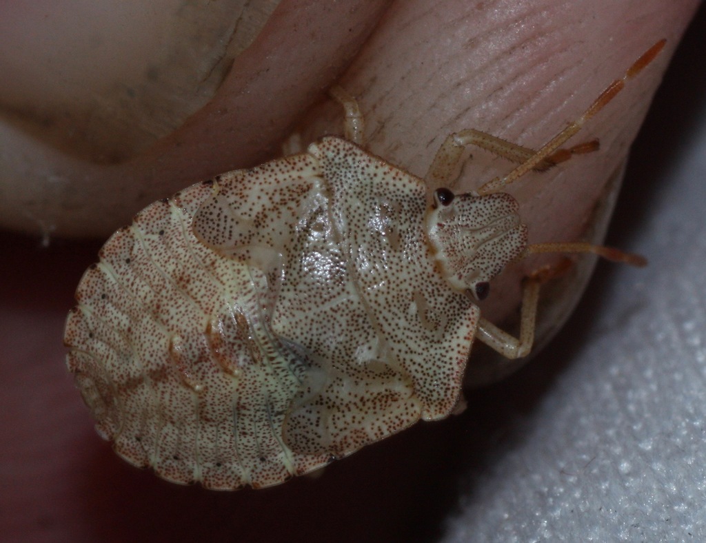 Euschistus inflatus
