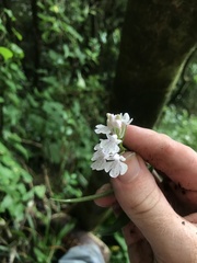 Mason Brock, CC0, iNaturalist via GBIF Hemipilia graminifolia, photograph Mason Brock, CC0, iNaturalist via GBIF