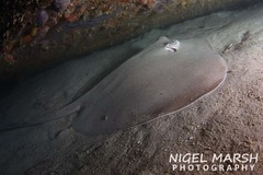 Pateobatis jenkinsii