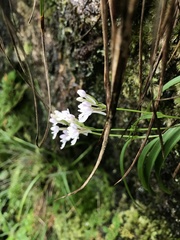 Mason Brock, CC0, iNaturalist via GBIF Hemipilia graminifolia, photograph Mason Brock, CC0, iNaturalist via GBIF