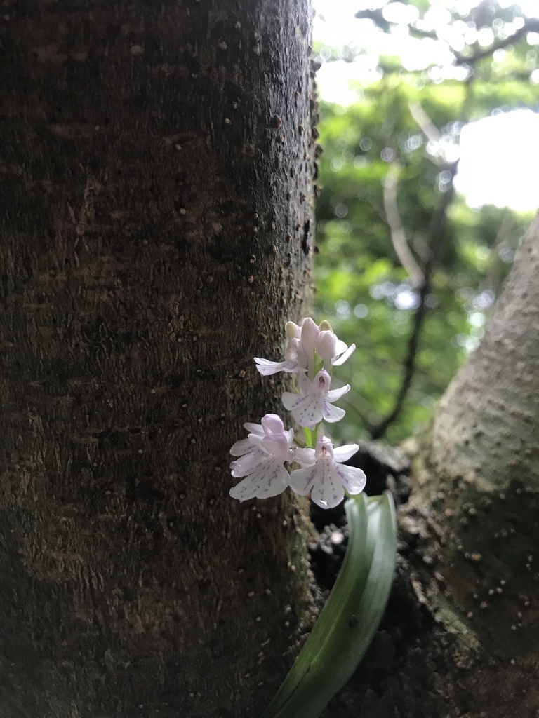 Hemipilia graminifolia; photograph Mason Brock, CC0, iNaturalist via GBIF