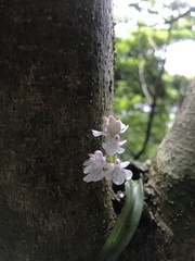 Hemipilia graminifolia