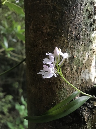 Hemipilia graminifolia, photograph 4
