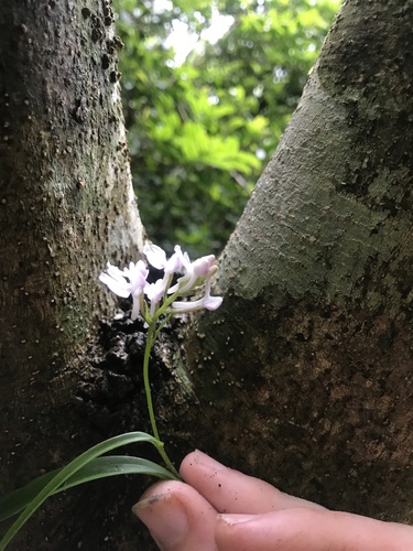 Hemipilia graminifolia, photograph 3