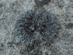 Phaeophyscia hirsuta