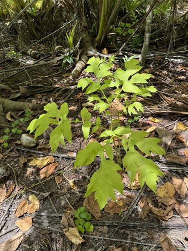 Tacca leontopetaloides observed 2024-10-17