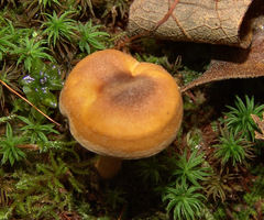 Cantharellus appalachiensis