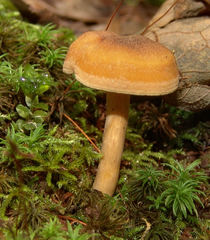 Cantharellus appalachiensis