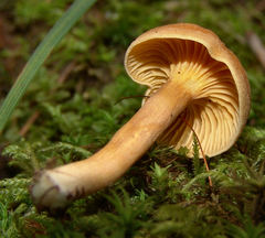 Cantharellus appalachiensis