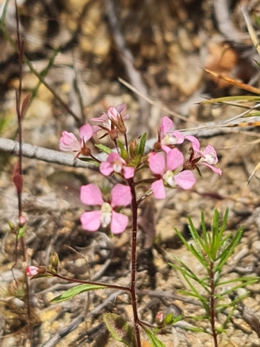 Levenhookia stipitata (Levenhookia stipitata)