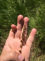 Carex sartwellii