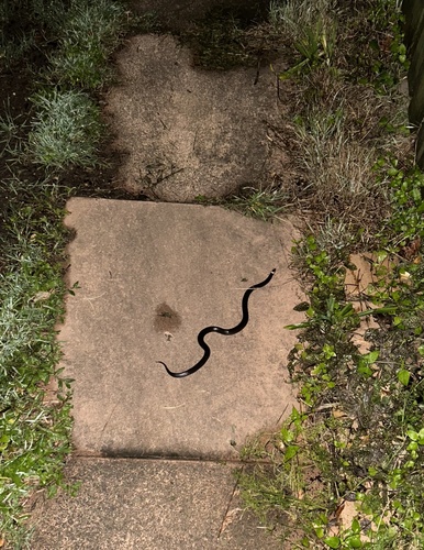 White-crowned Snake sighting