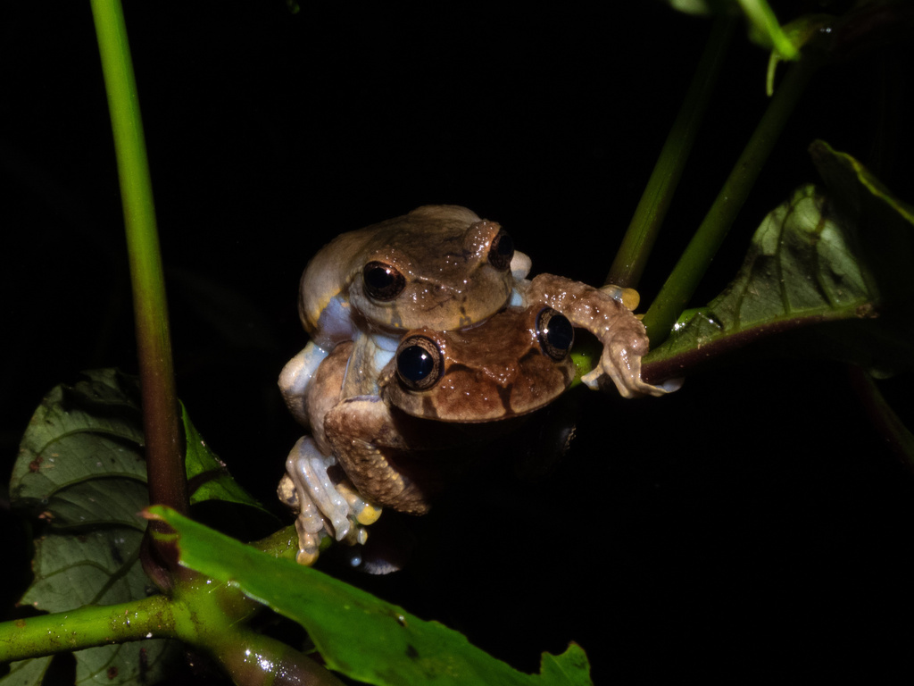 Ixil Spikethumb Frog