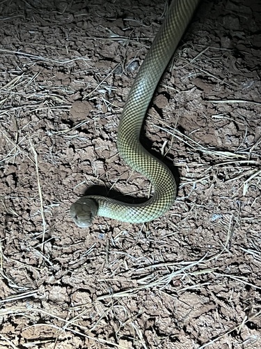 Mulga Snake sighting