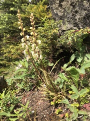 Pedicularis contorta