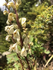 Pedicularis contorta