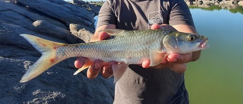 Largemouth yellowfish (Labeobarbus kimberleyensis) — Cyprinidae — 3