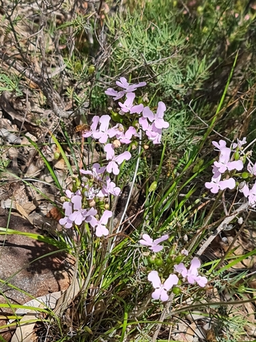 Stylidium affine (Stylidium affine)