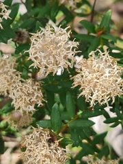 Pimelea ciliata