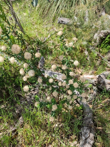 Pimelea ciliata, photograph 2