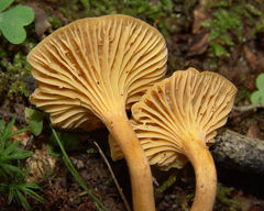 Cantharellus appalachiensis