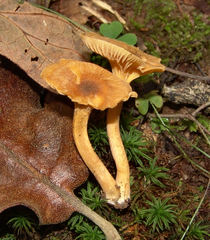 Cantharellus appalachiensis