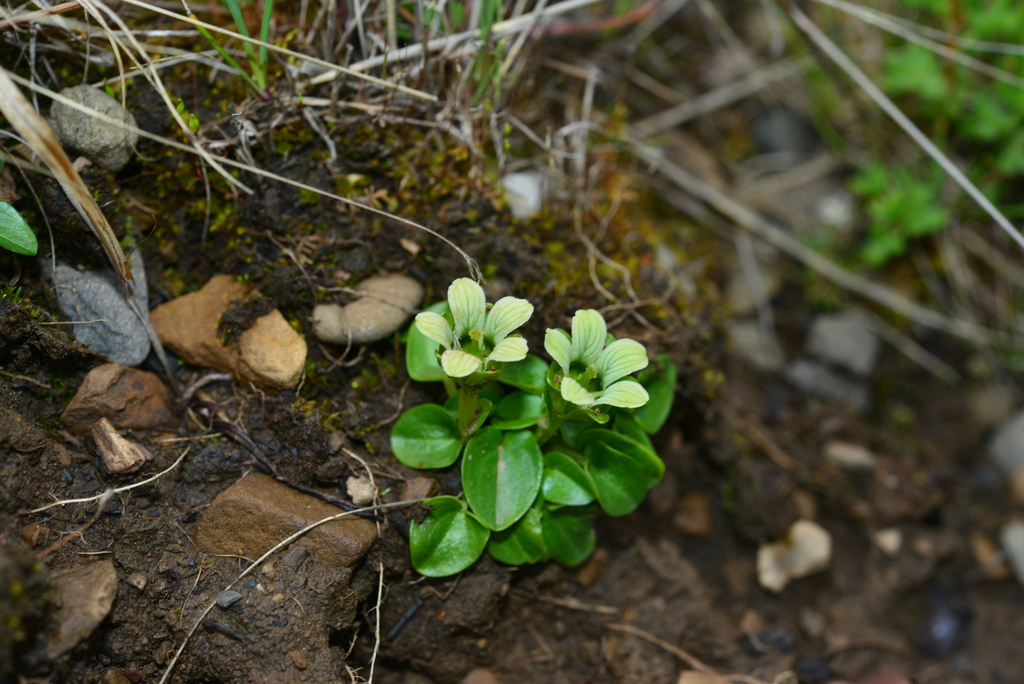 Parnassia yunnanensis