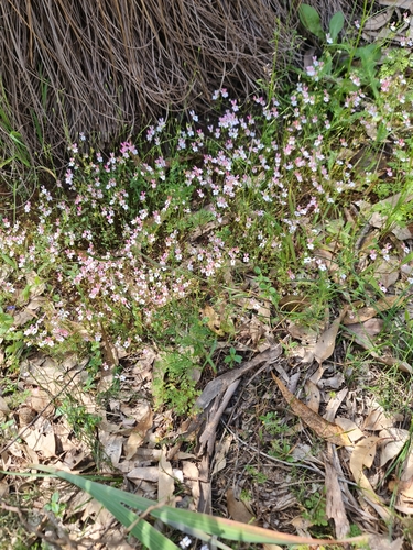 Stylidium androsaceum (Stylidium androsaceum)